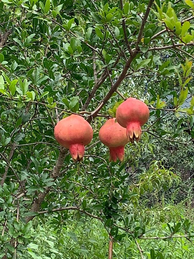 גורי Ekas Rosengarten מראה חיצוני תמונה