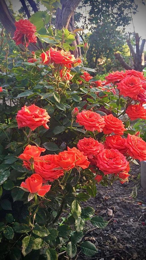 גורי Ekas Rosengarten מראה חיצוני תמונה