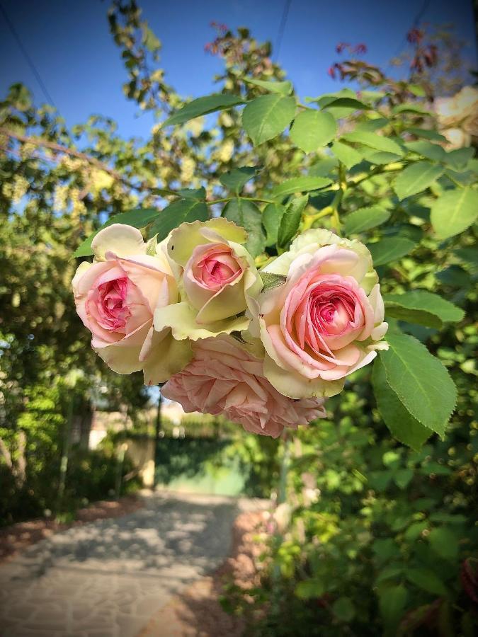 גורי Ekas Rosengarten מראה חיצוני תמונה