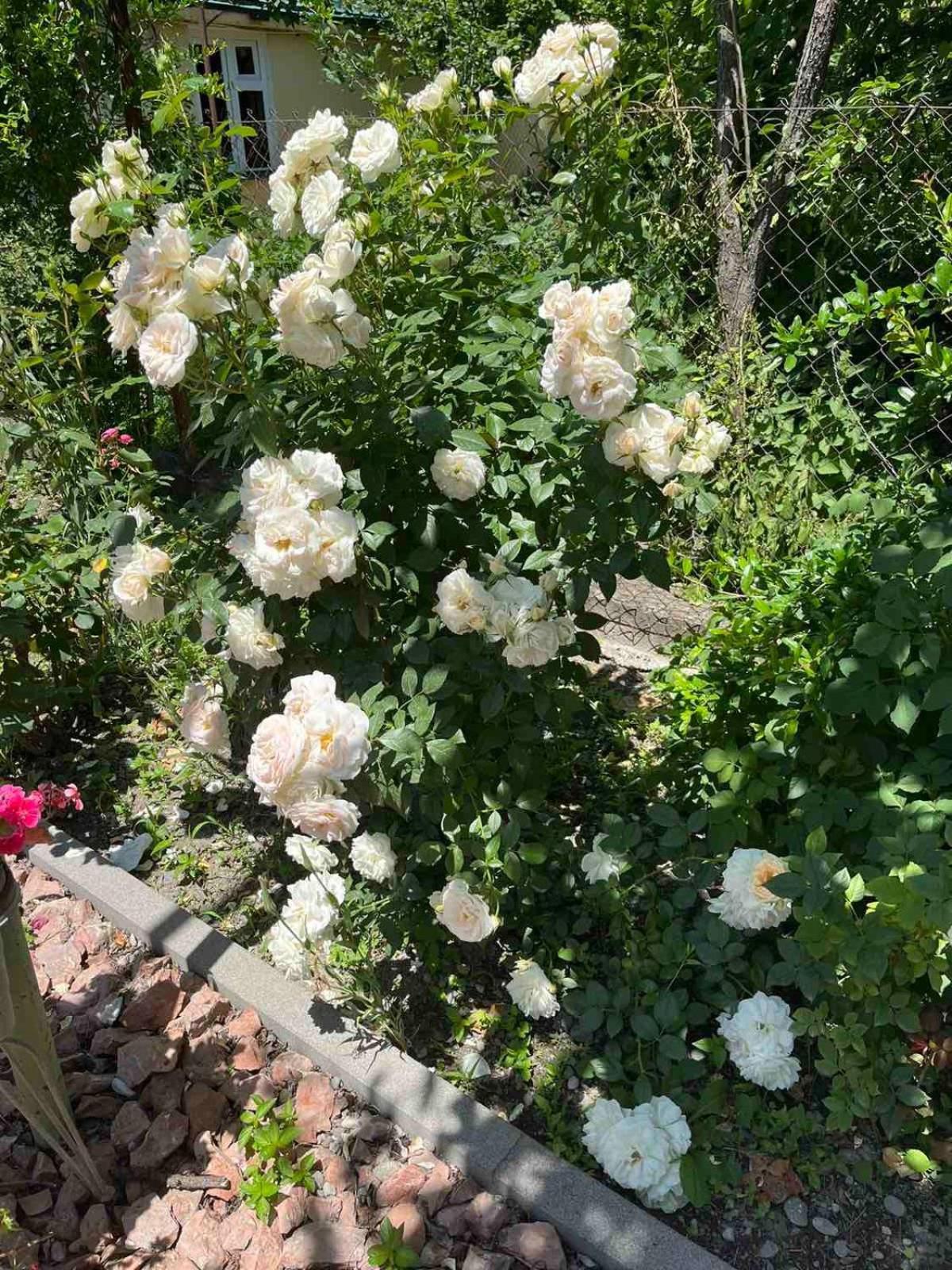 גורי Ekas Rosengarten מראה חיצוני תמונה