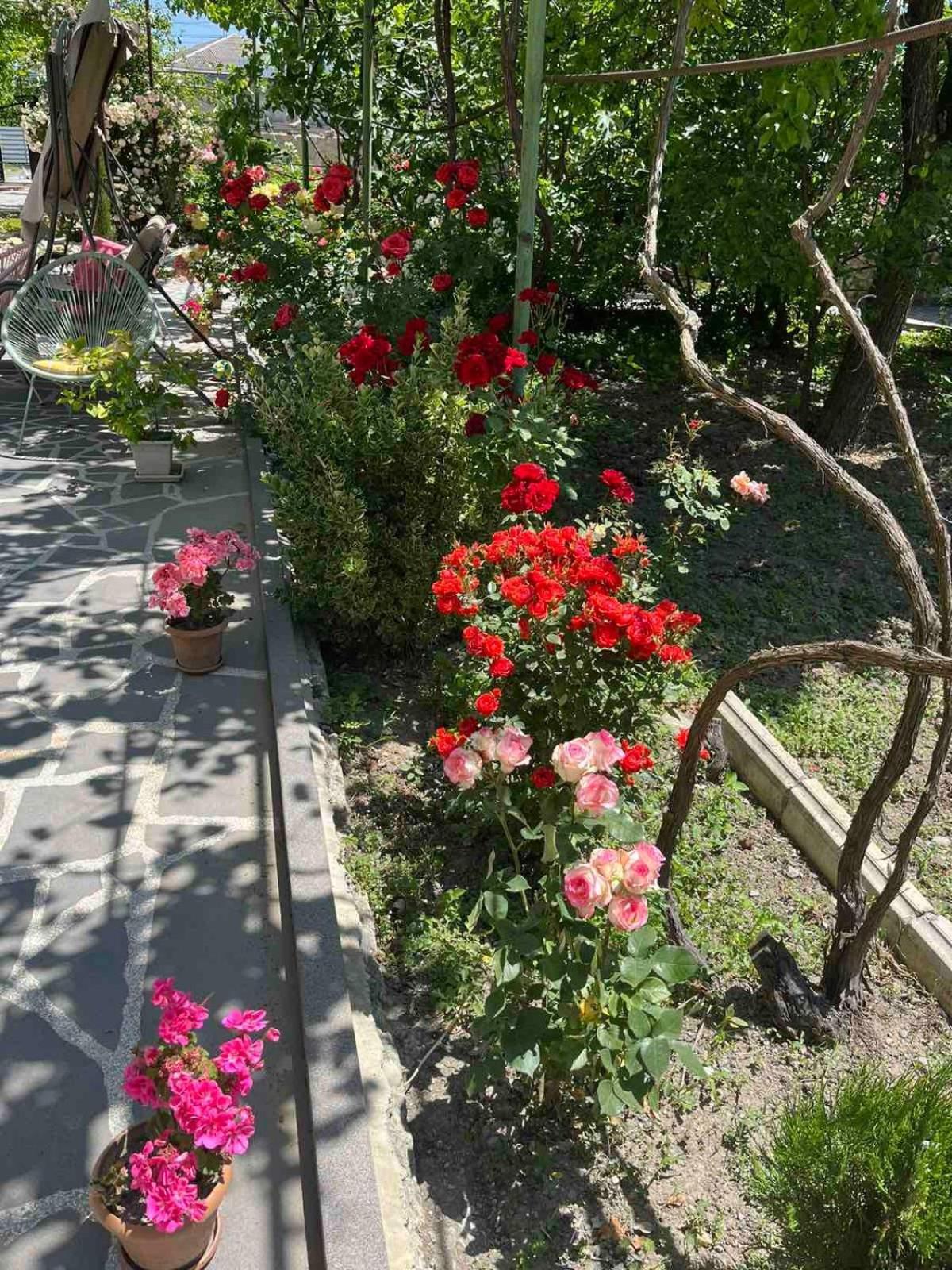 גורי Ekas Rosengarten מראה חיצוני תמונה