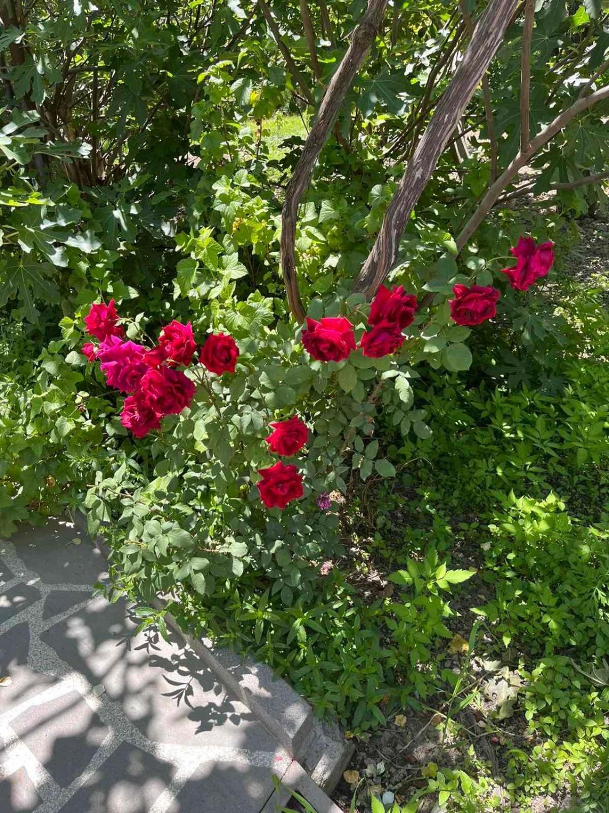 גורי Ekas Rosengarten מראה חיצוני תמונה