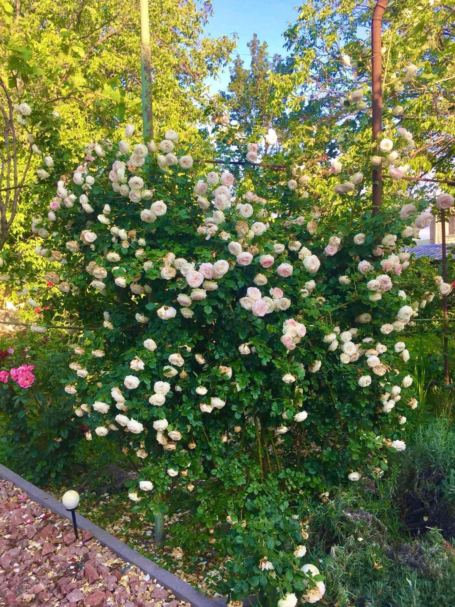 גורי Ekas Rosengarten מראה חיצוני תמונה