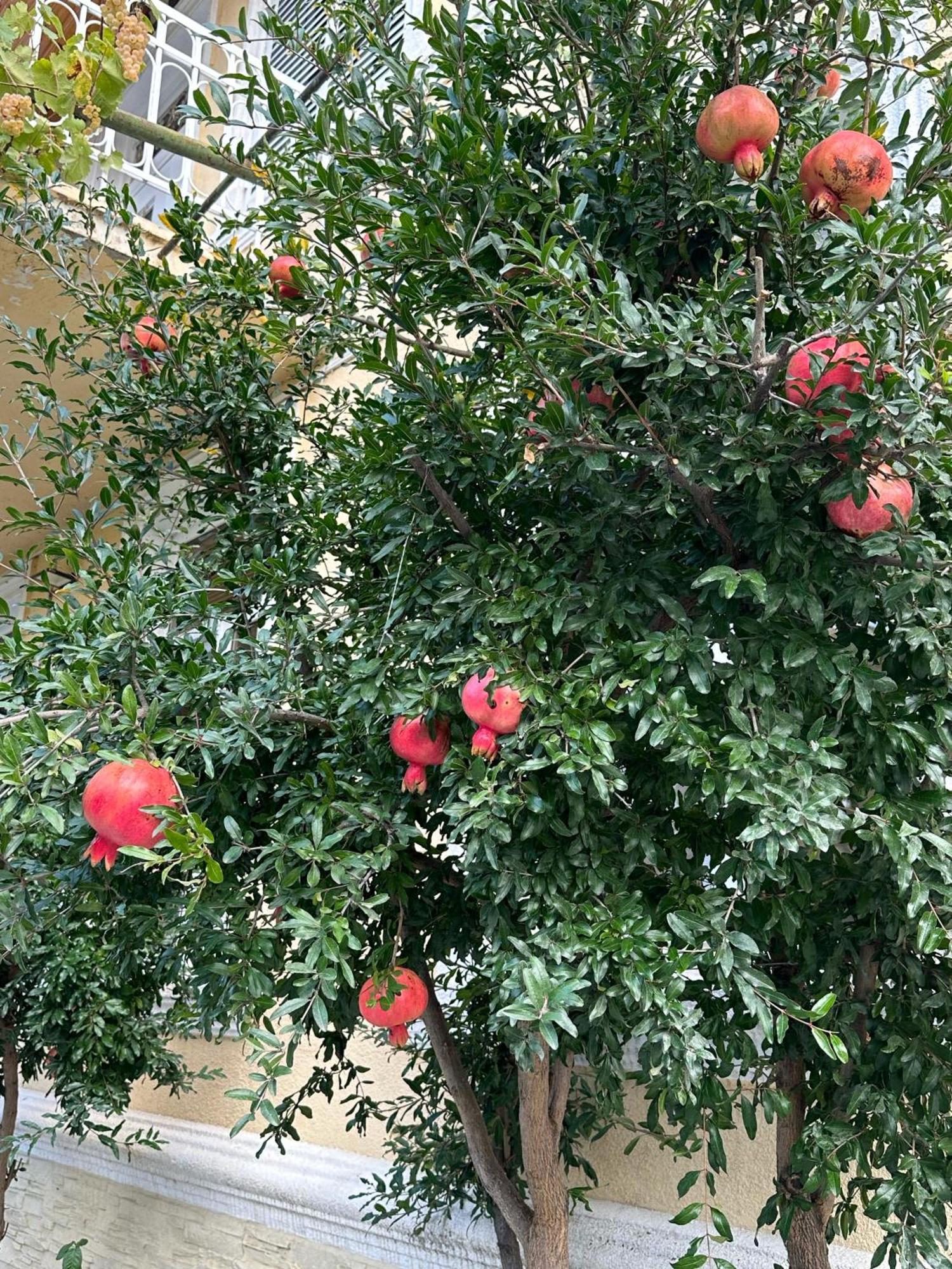גורי Ekas Rosengarten מראה חיצוני תמונה